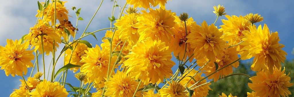 New poem published in Magma&nbsp;Poetry